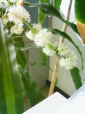 ドラセナ・フラグランス・マッサンゲアナ（幸福の木） 開花