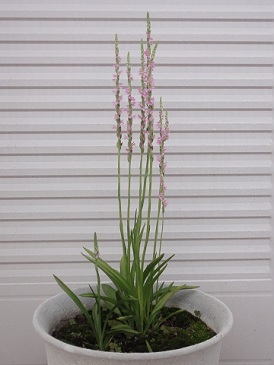 捩花　ネジバナ