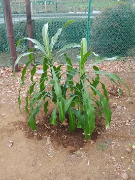 ドラセナ・フラグランス・マッサンゲアナ（幸福の木）