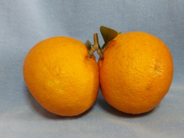 夏みかん　二又みかん